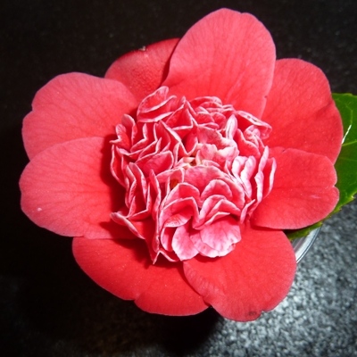 Shikibu